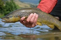 Top 12 Dry Flies For Trout // Deadly Dozen Assortment